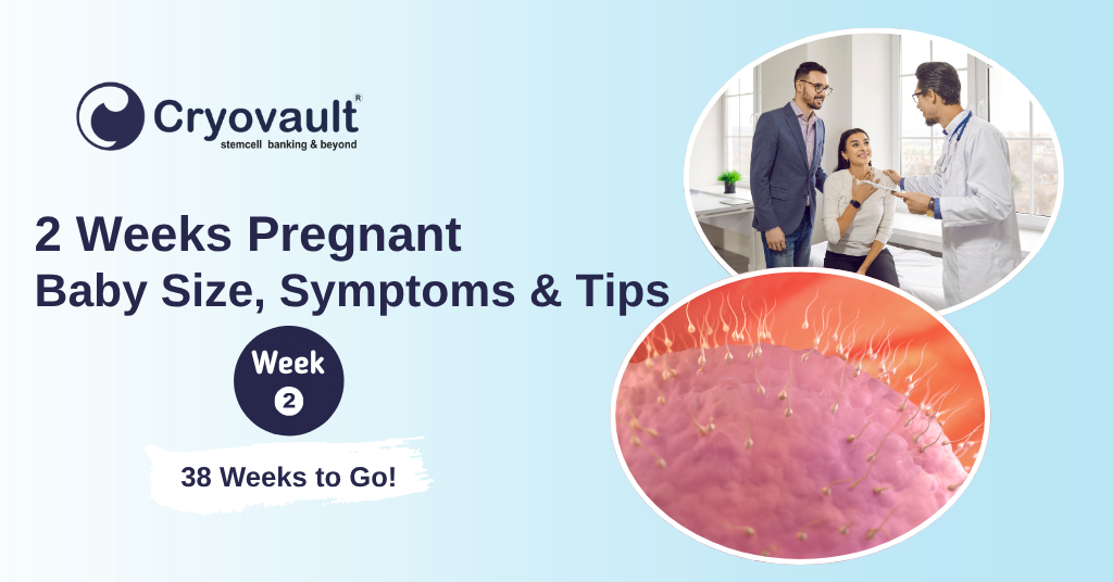 2nd Week of Pregnancy: What to Expect, Baby Size, Symptoms, and Tips